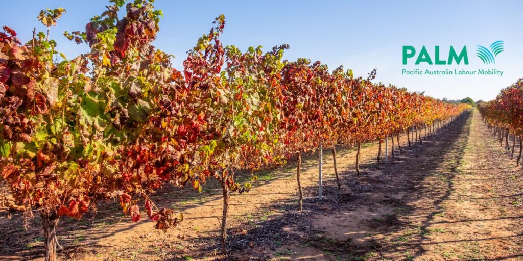 Grape farm. Agricultural land in Australia. PALM scheme visa