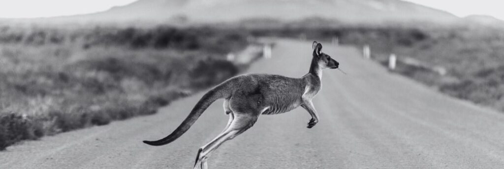 Kangaroo jumping in Australia